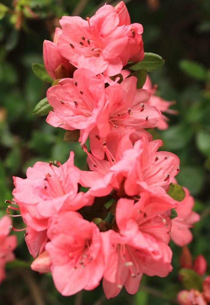 Rhododendron Simsii