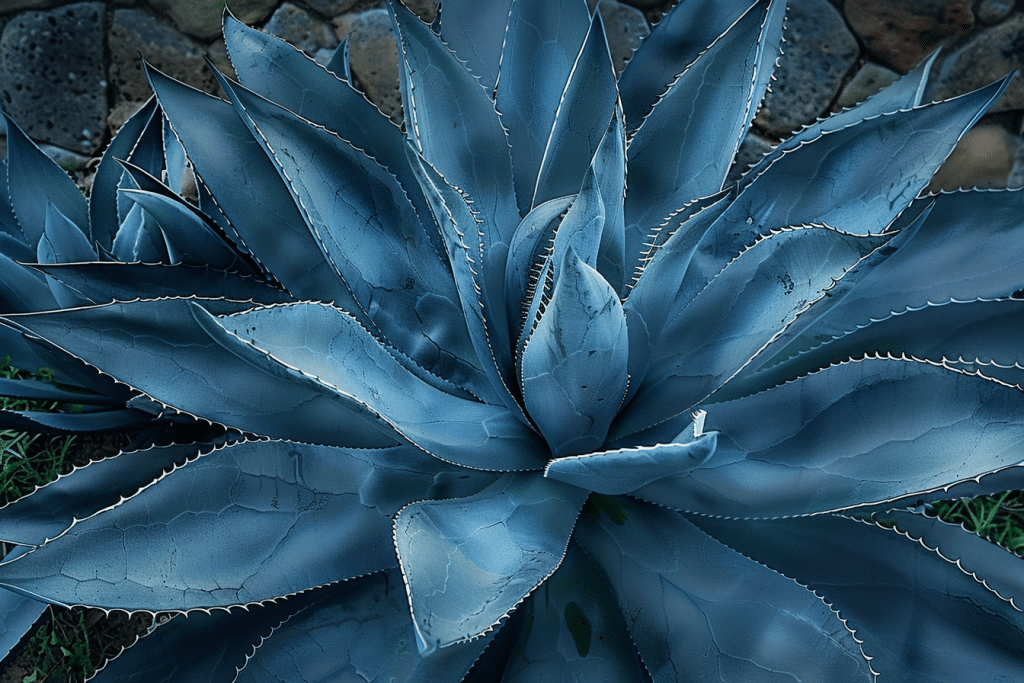 L Agave bleu la plante qui vous donne le gout du Mexique 1 1