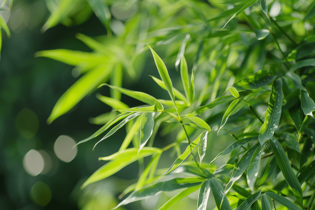 Le bambou fargesia une plante resistante pour votre jardin3