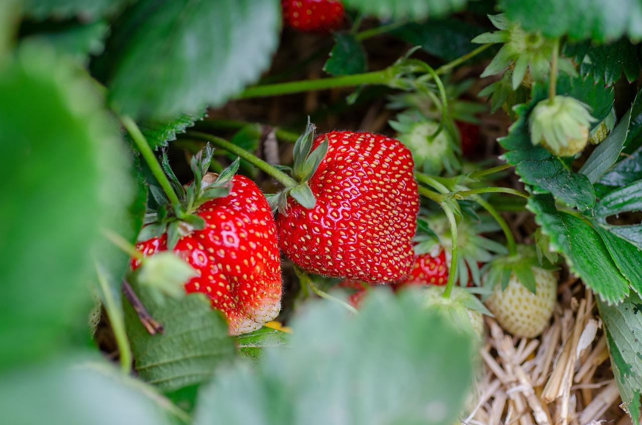 conseils pour bien arroser et prendre soin de ses fraisiers